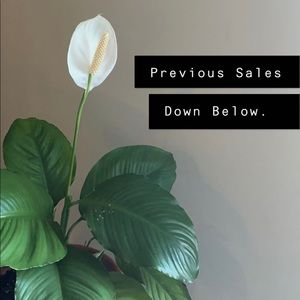 Previous Sales Below